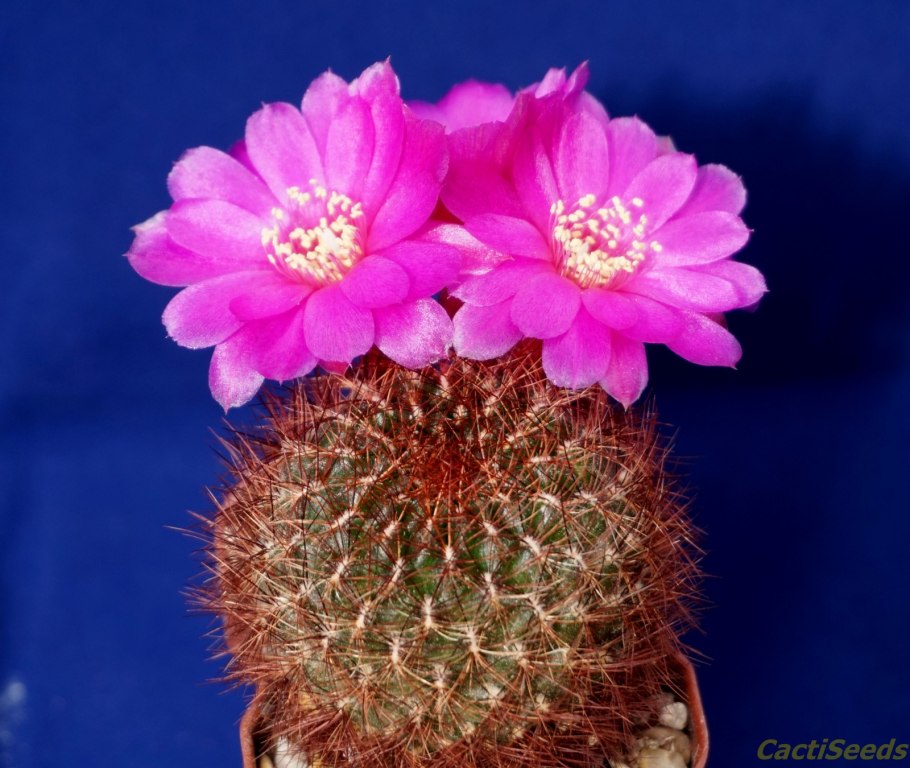 Кактус Нотокактус Отто