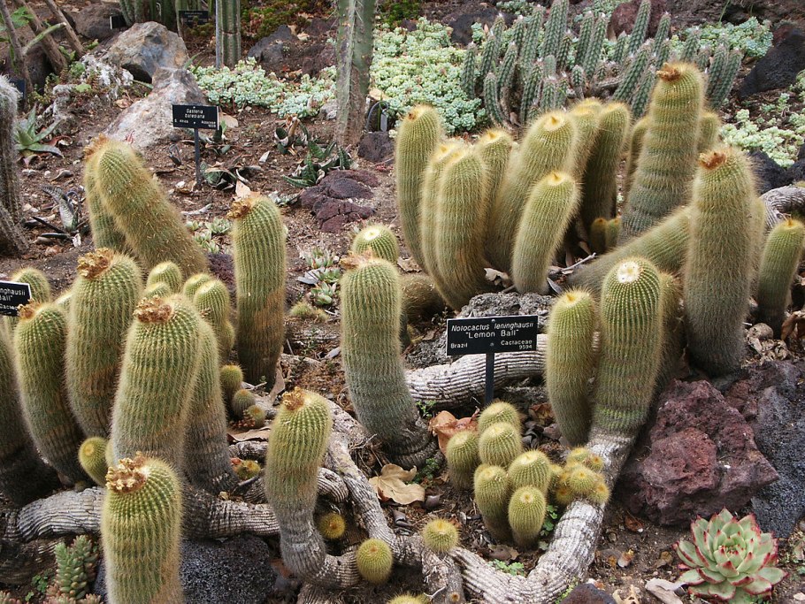 Notocactus leninghausii инермис