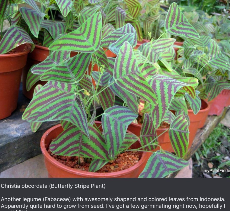 Комнатное растение с полосатыми листьями