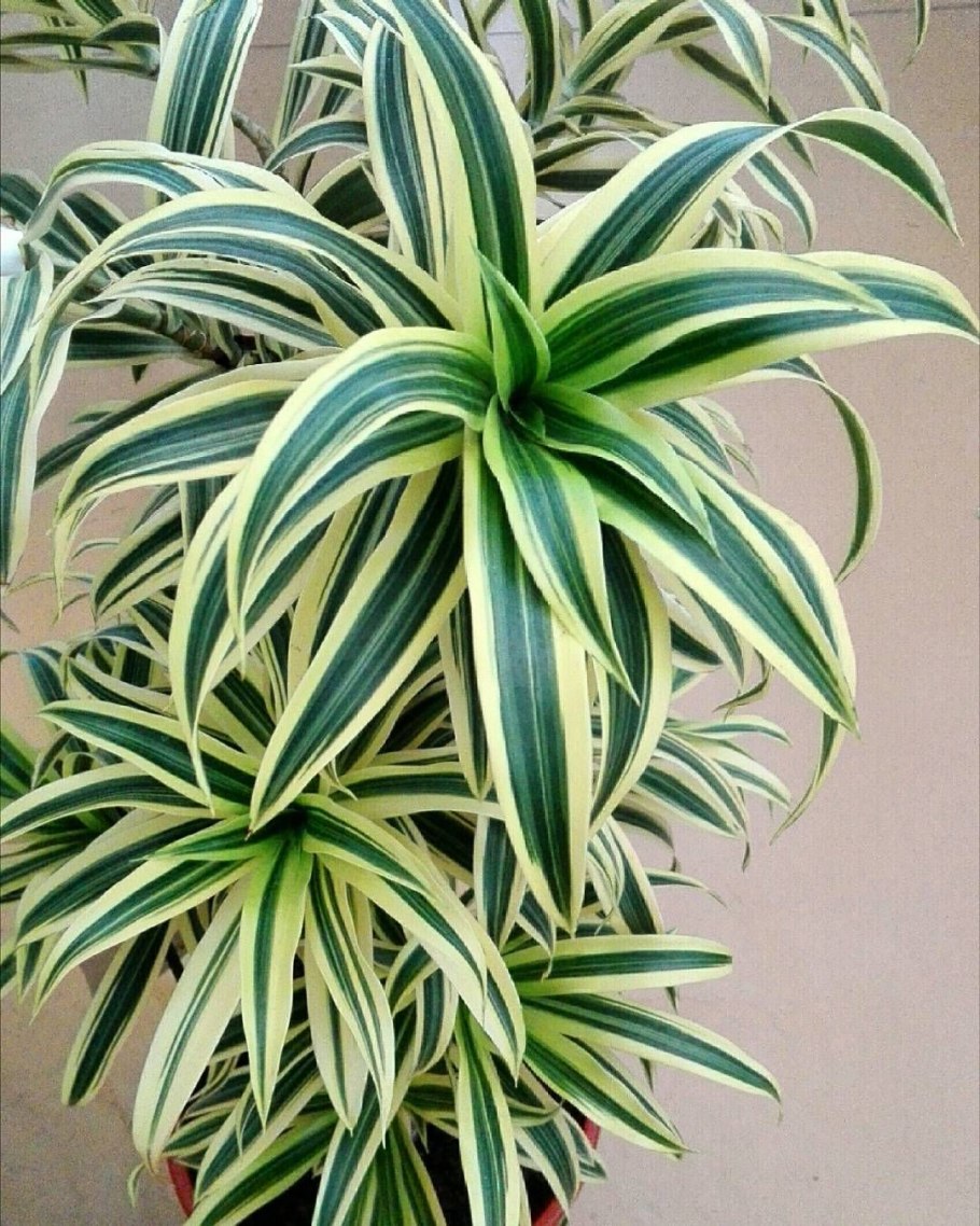 Драцена деремская Маргината