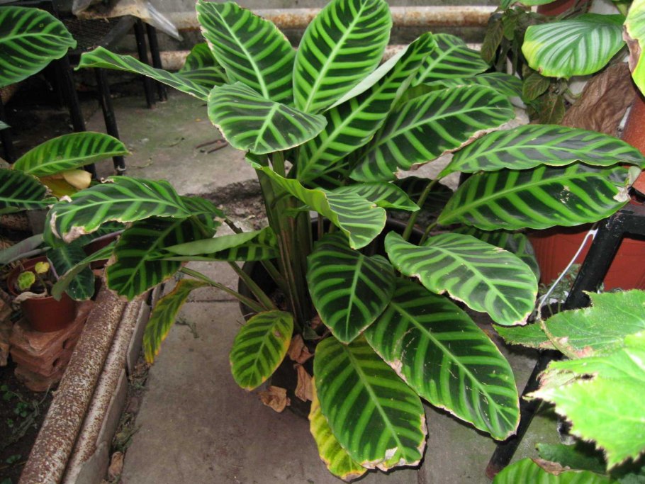 Калатея зебрина полосатая