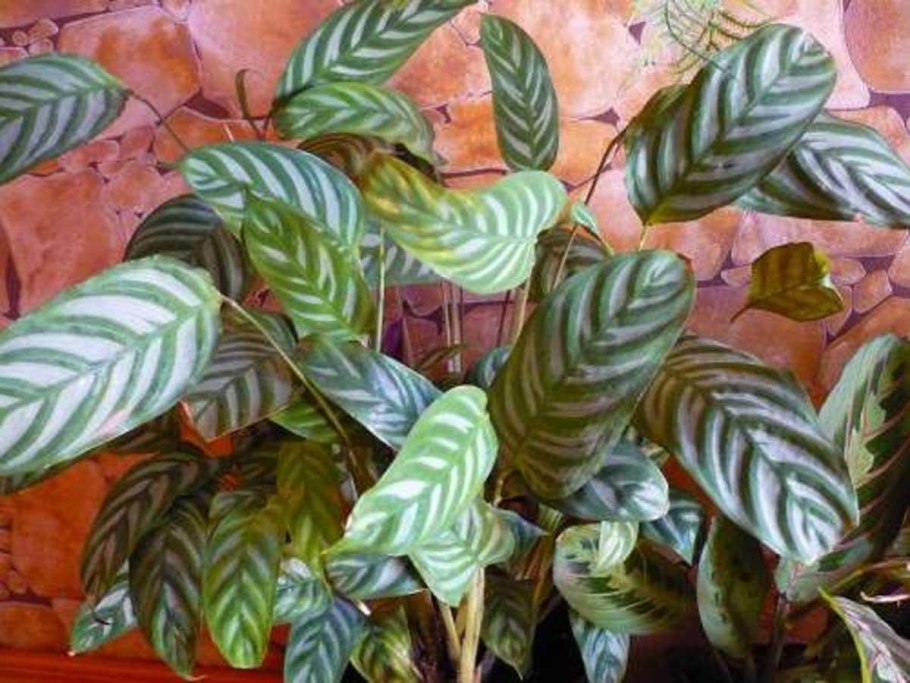 Калатея литце Calathea lietzei