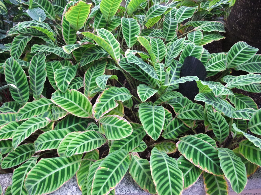 Calathea Zebrina/Калатея зебрина