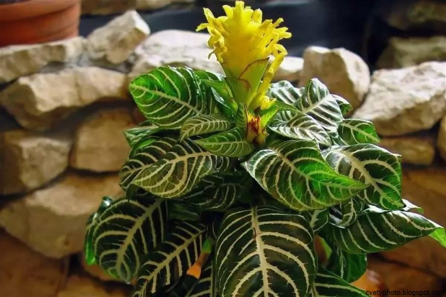 Род Афеляндра