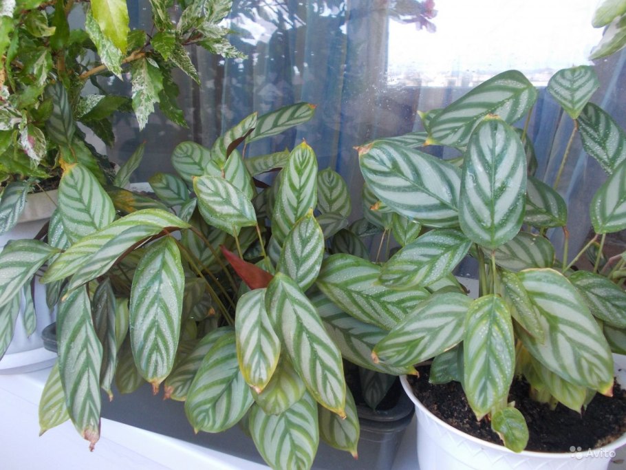 Калатея Бахема цветок