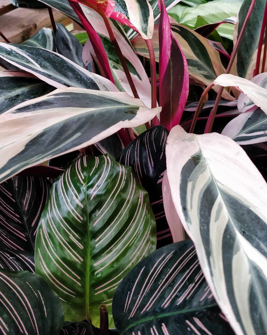 Калатея ктенанта