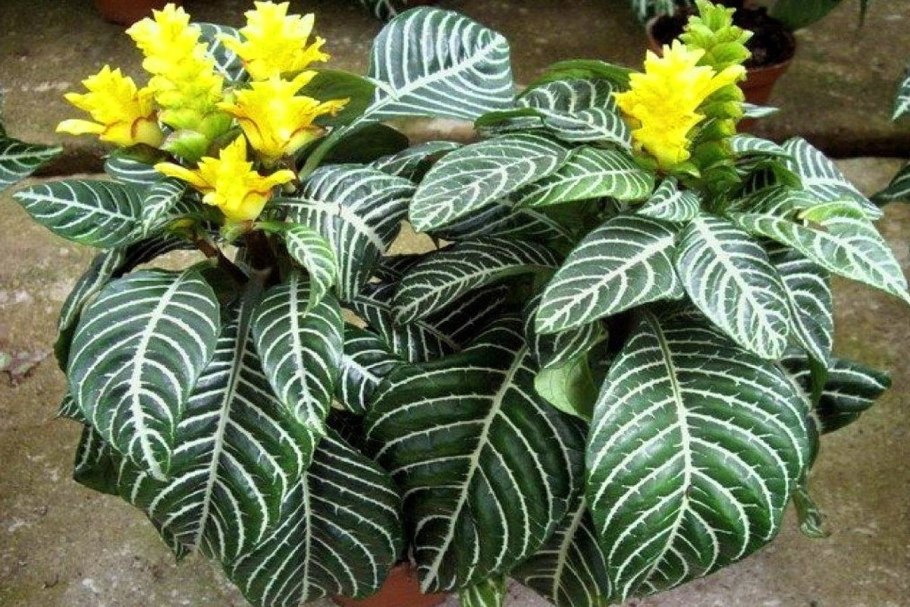 Афеландра скуарроса Дания