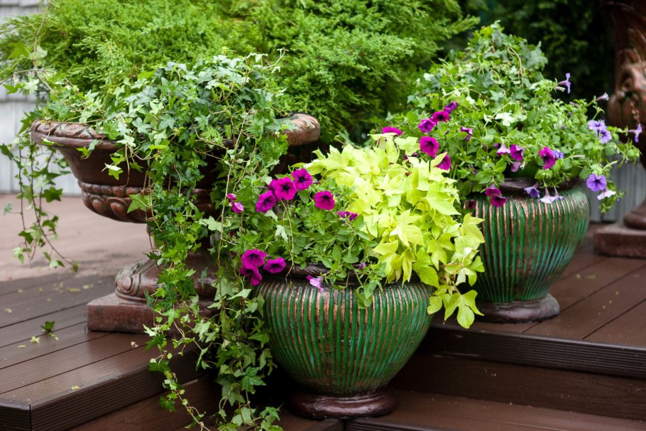 Цветы для уличных вазонов