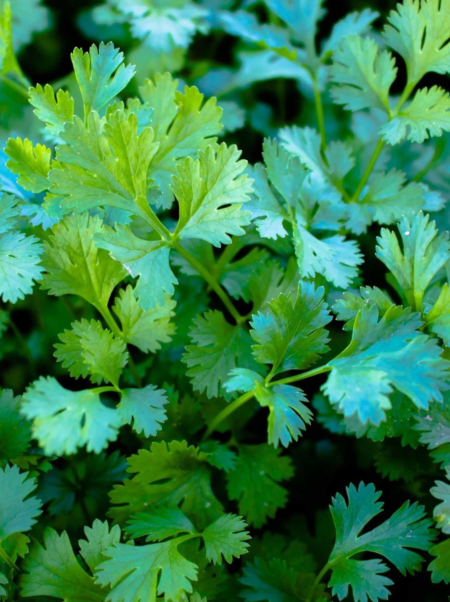 Кориандр трава