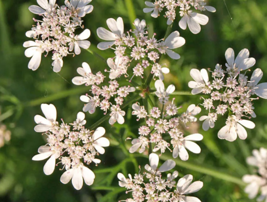 Кориандр посевной цветки