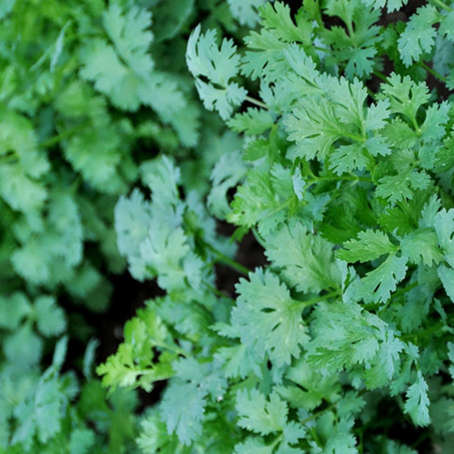 Кинза растение