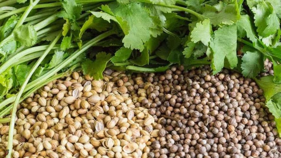 Кориандр (кинза) янтарь