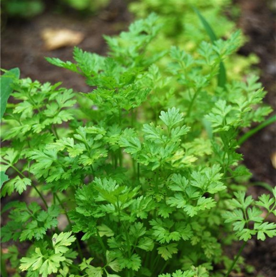 Кориандр (кинза)