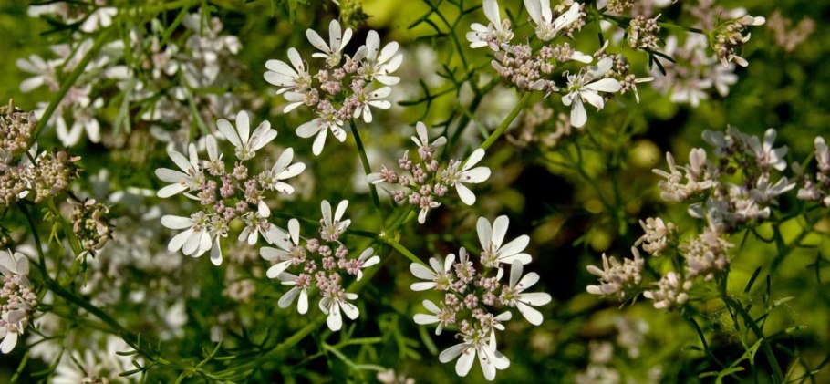Кориандр посевной – Coriandrum sativum l.