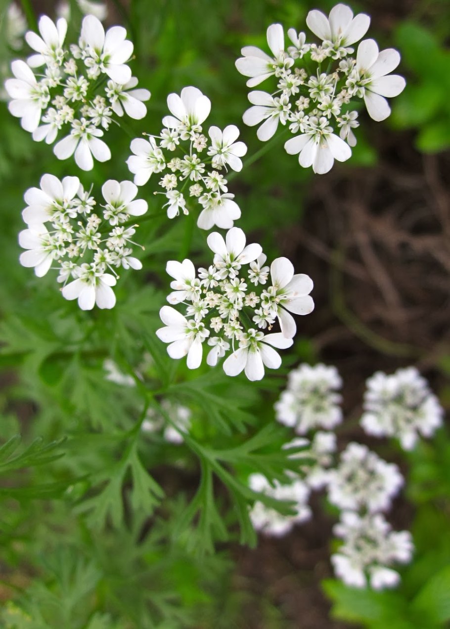 Кориандр (Гамем)