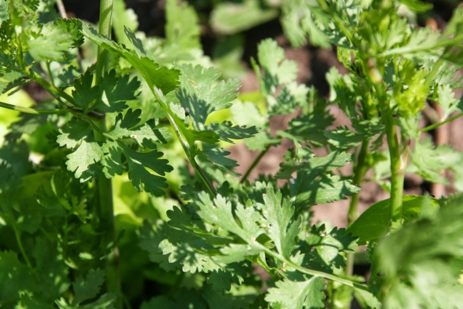 Кинза остролистная