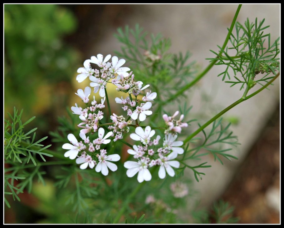 Кориандр зонтичные