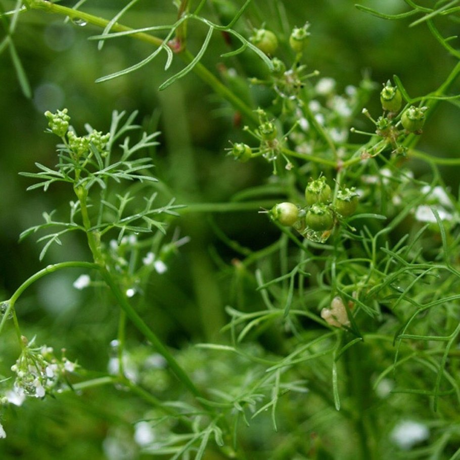 Кориандр трава