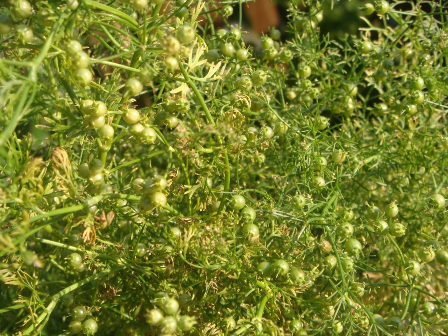 Кориандр трава