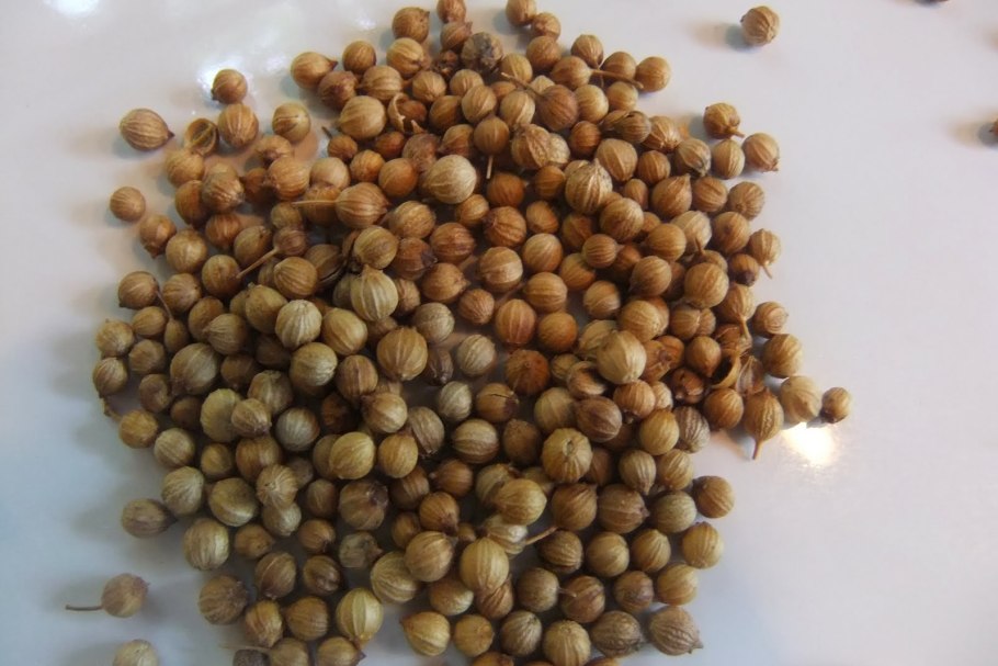 Семена кориандр (кинза) Шико