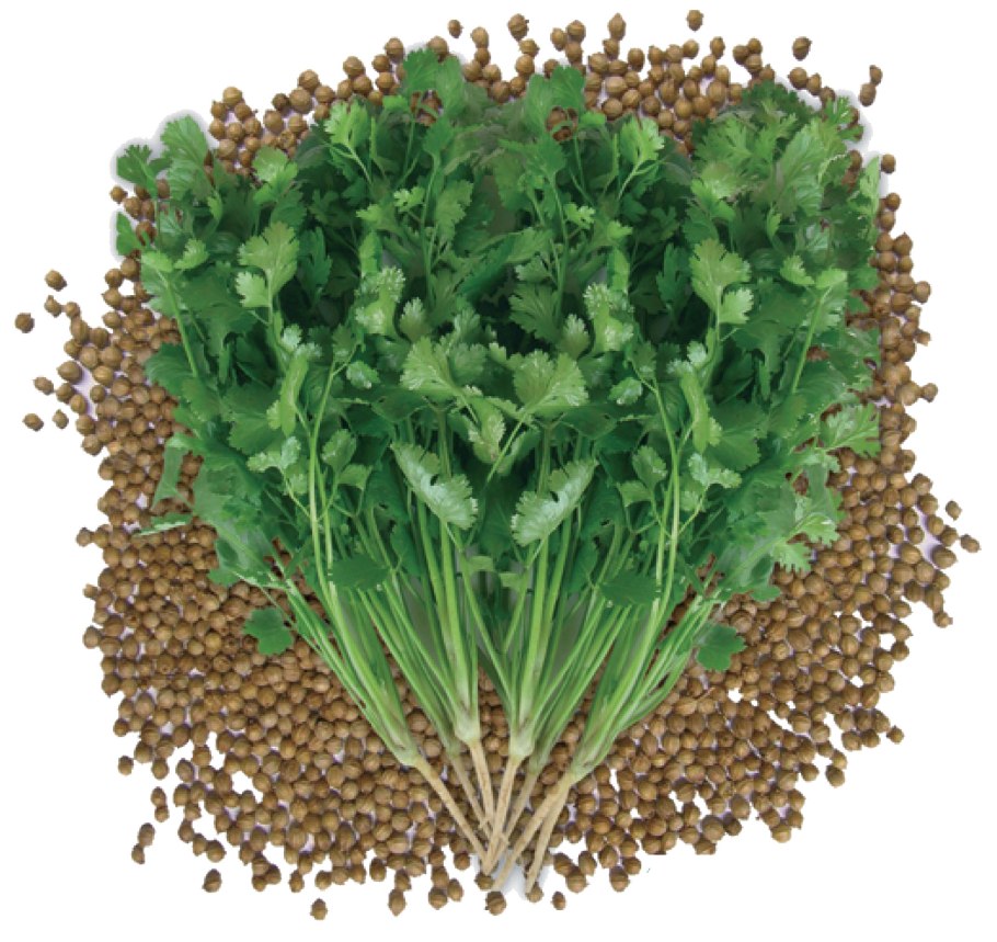 Кориандр орегано