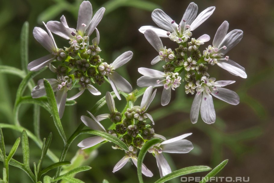 Кориандр посевной, кишнец, кинза.