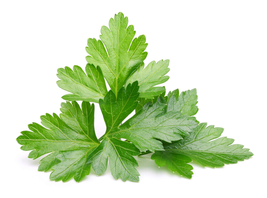 Петрушка кориандр укроп вектор