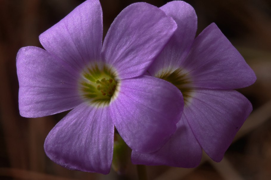 Violet Wood Sorrel