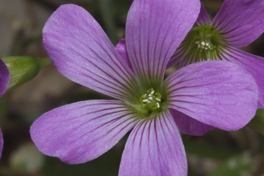 Цветок для меток