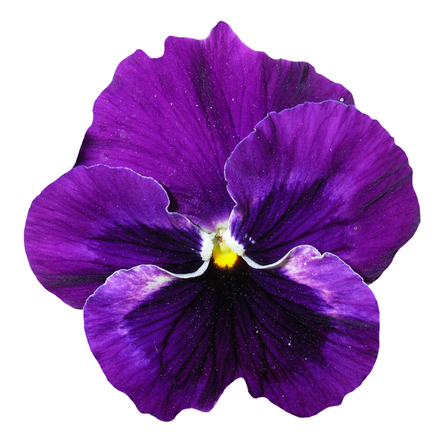 Виола неон Парпл