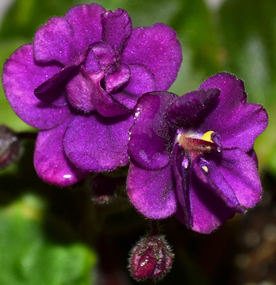 Фиалка Вайолет