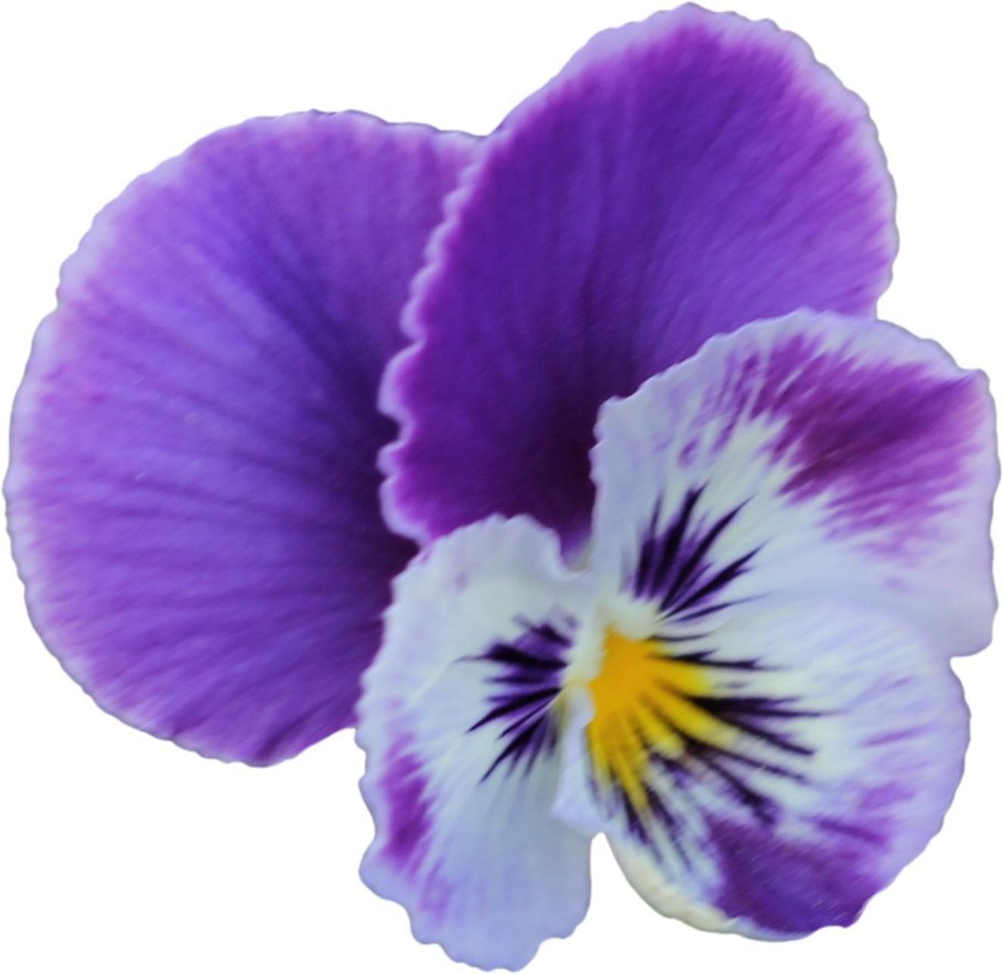 Фиалка на белом фоне