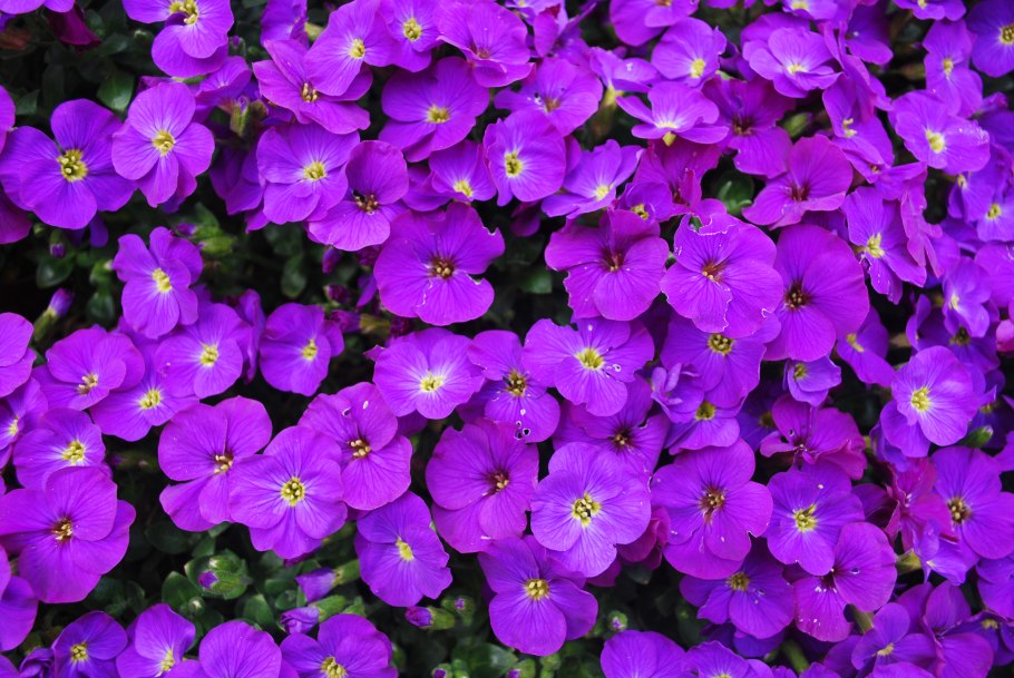 Агератум, Обриета, алиссум