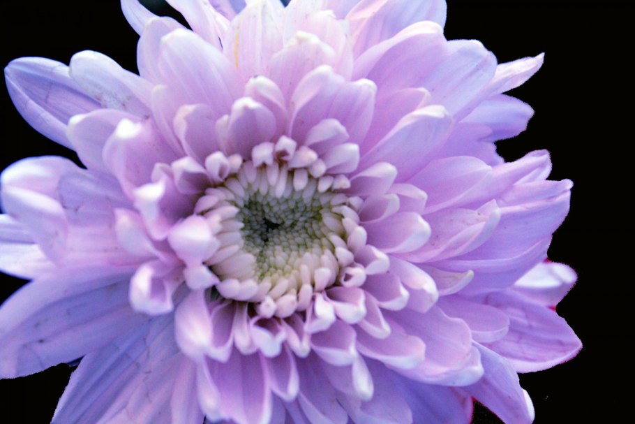 Фиалка лиловый георгин