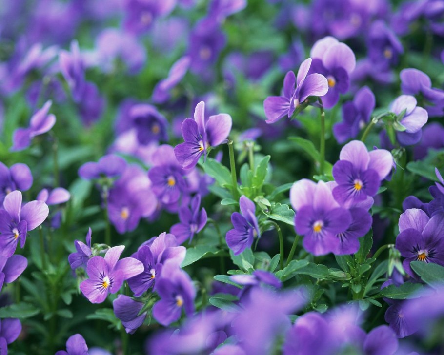 Фиалка рогатая Бамбини