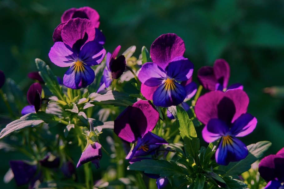 Анютины глазки Лесная фиалка