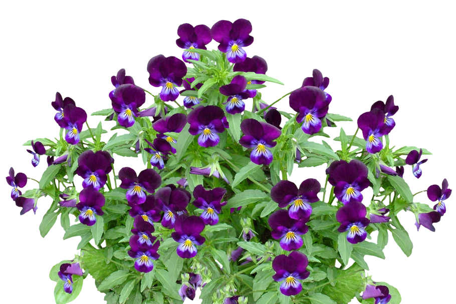 Анютины глазки лиловые