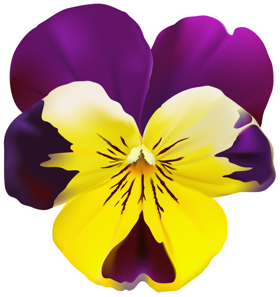 Анютины глазки вектор