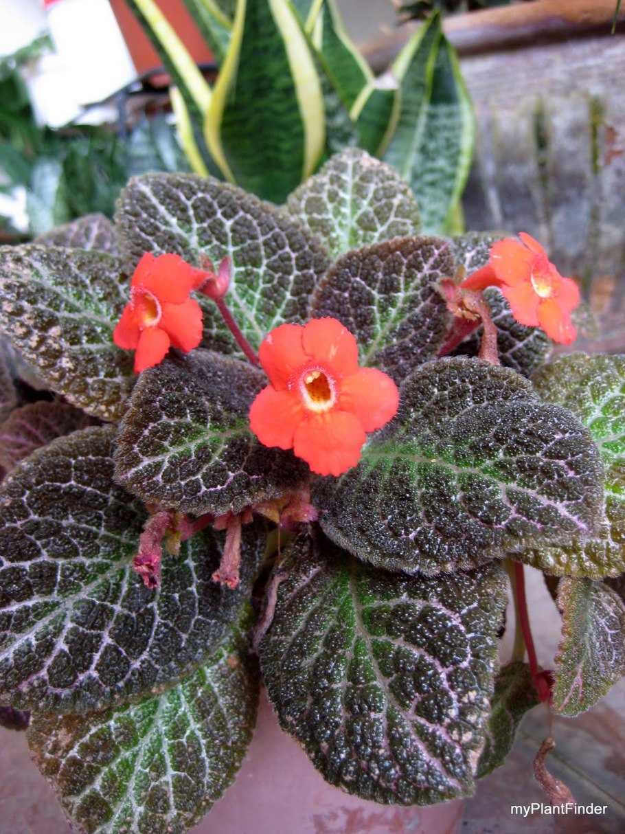 Эписция cupreata