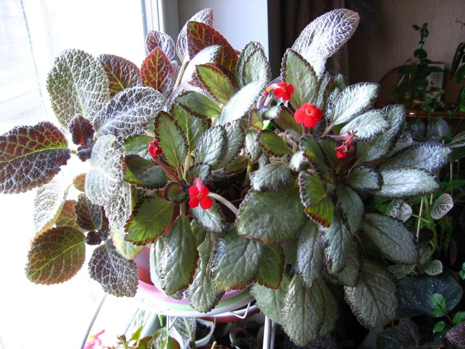 Эписция киви