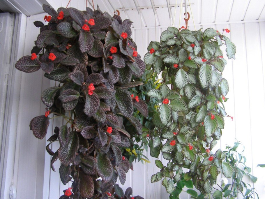 Эписция серебряное сияние