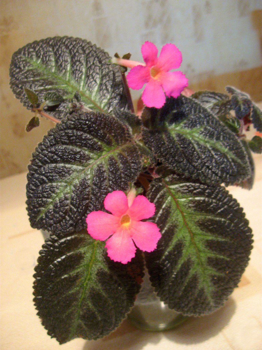 Эписция черри