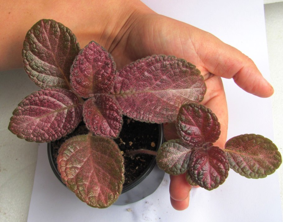 Эписция Ника хамелеон