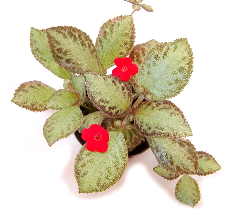 Родина эписция медная