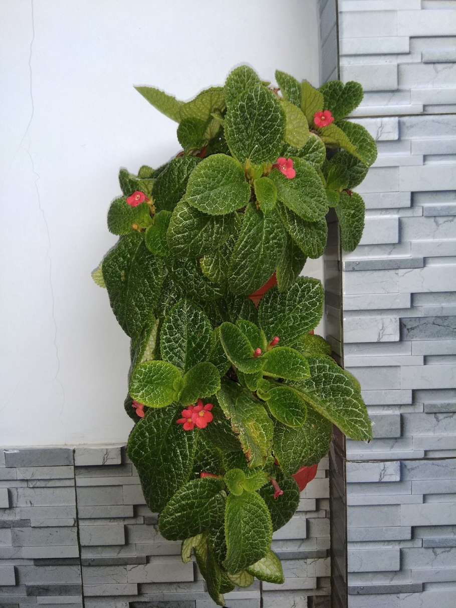 Эписция ампельная