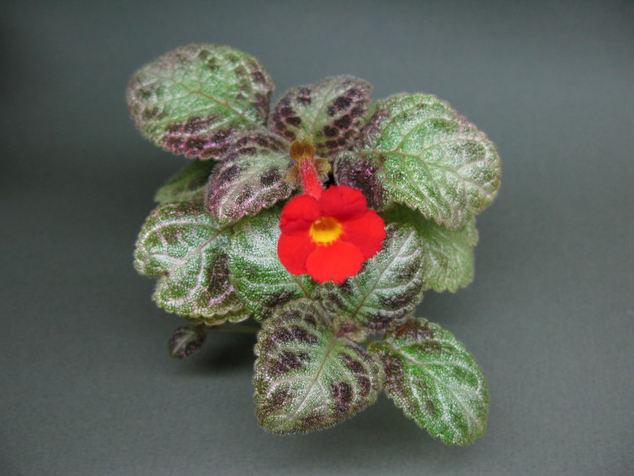 Эписция Валенсия