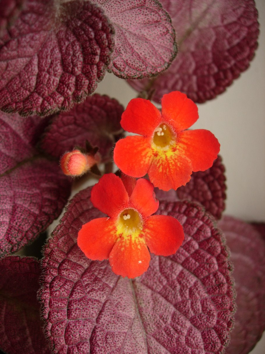 Сноу тайм эписция