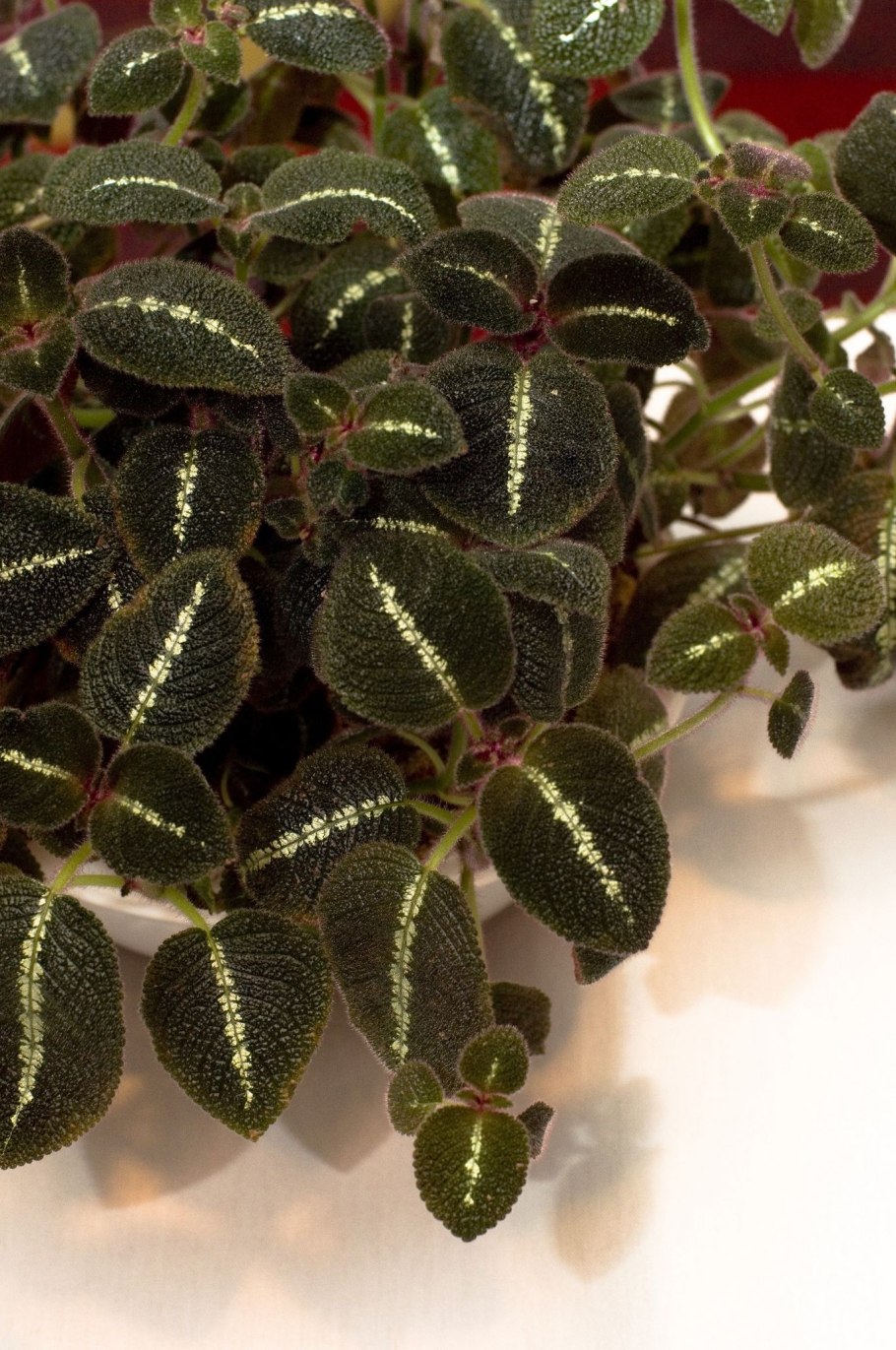 Эписция ампельная