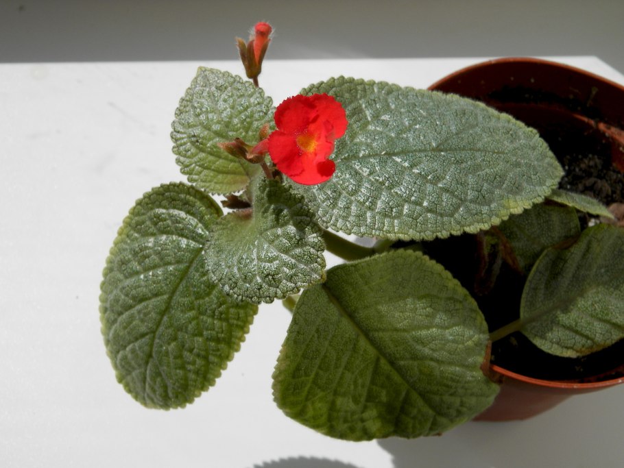 Эписция precious