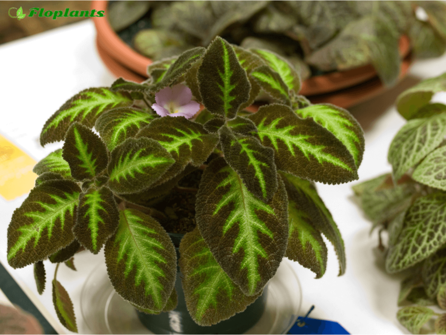 Episcia lilacina